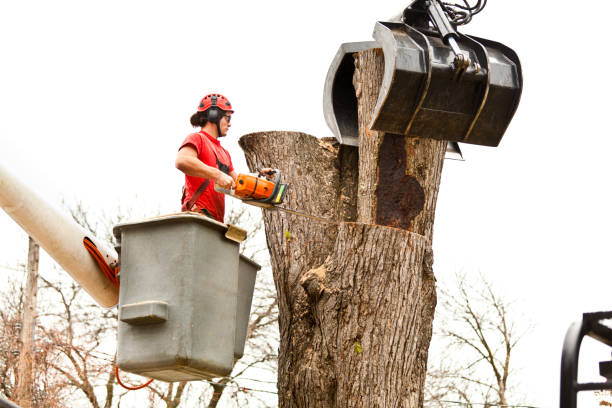 Best Stump Grinding and Removal  in Olive Branch, MS